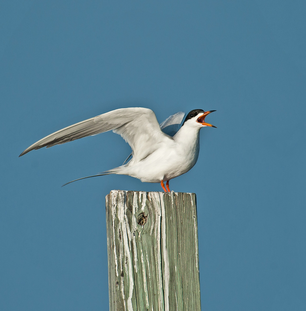 Forster's Tern with repost