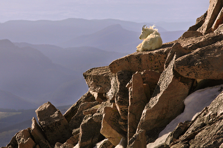Mountain Goat
