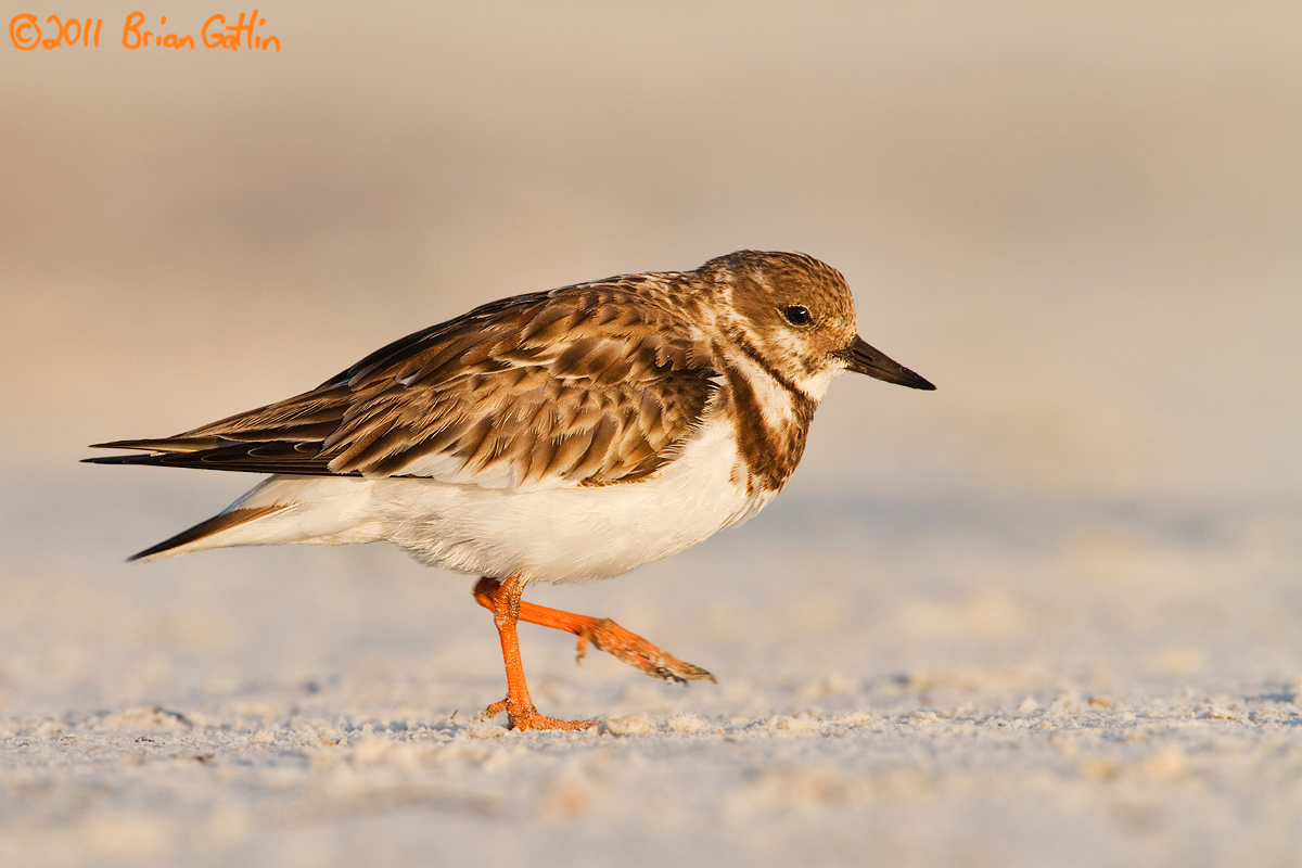 Ruddy Turnstone