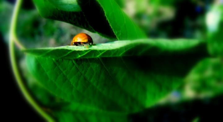 Lady Bug