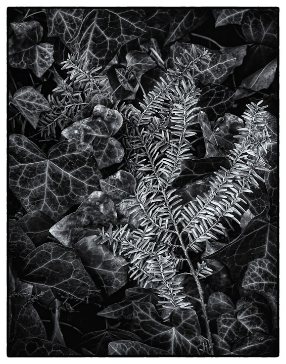 Ivy and Pine