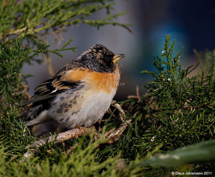 Brambling