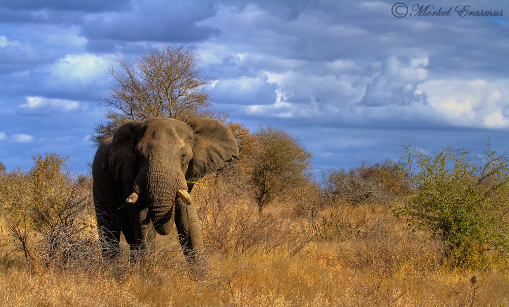 Storming Elephant