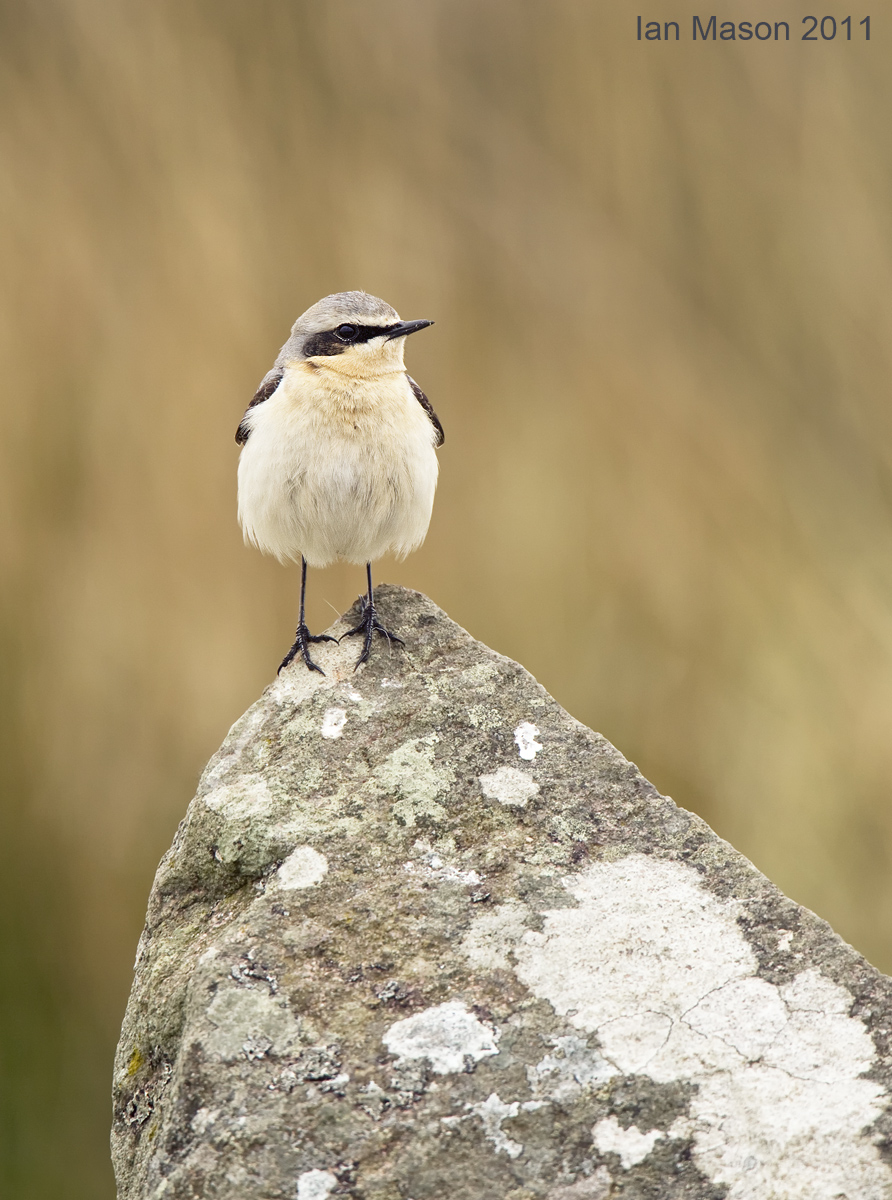 Wheatear