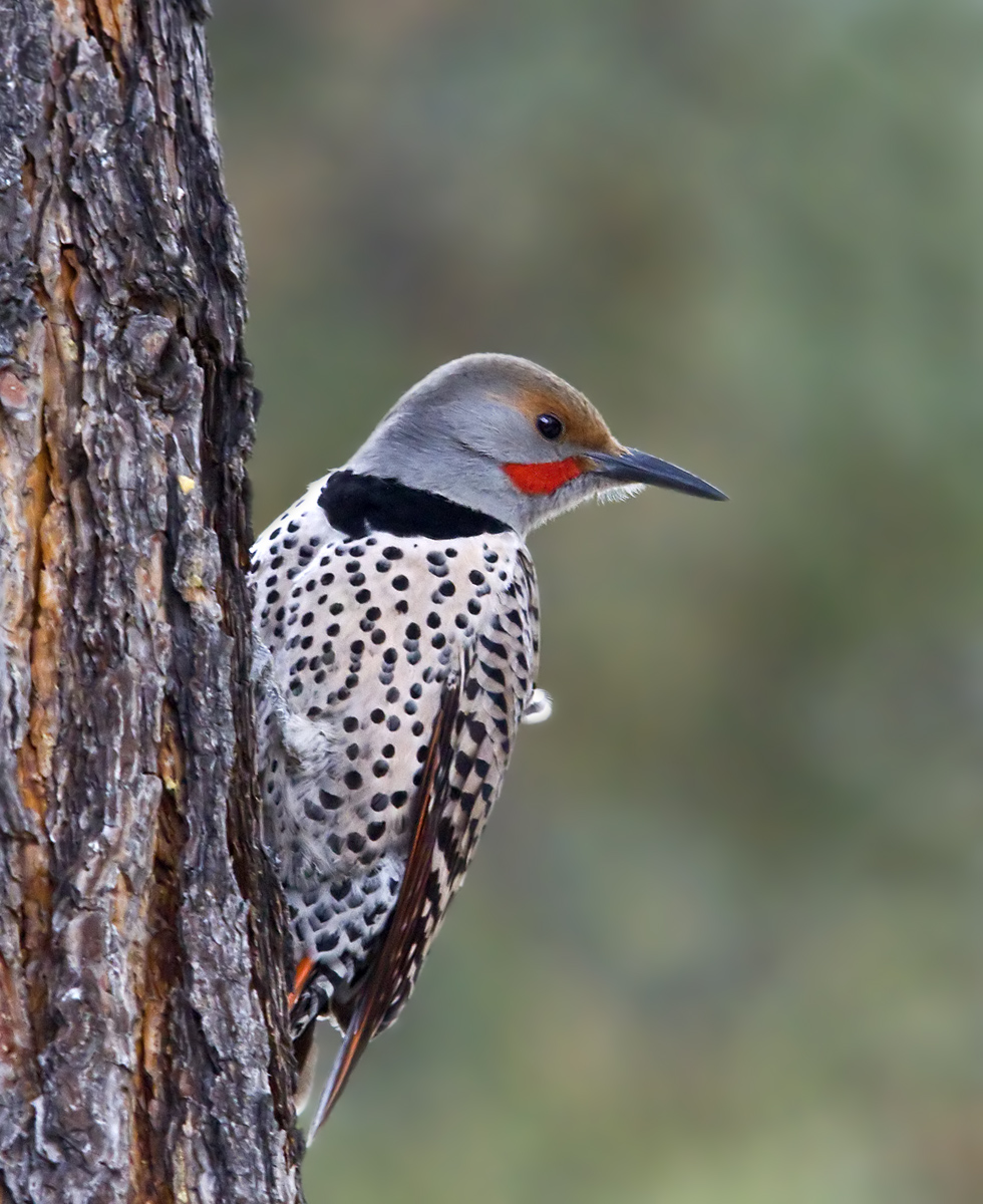 A Flicker of Spring