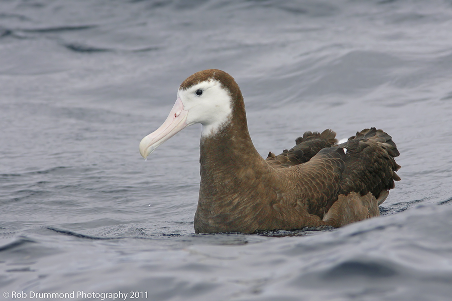 Wandering Albatross