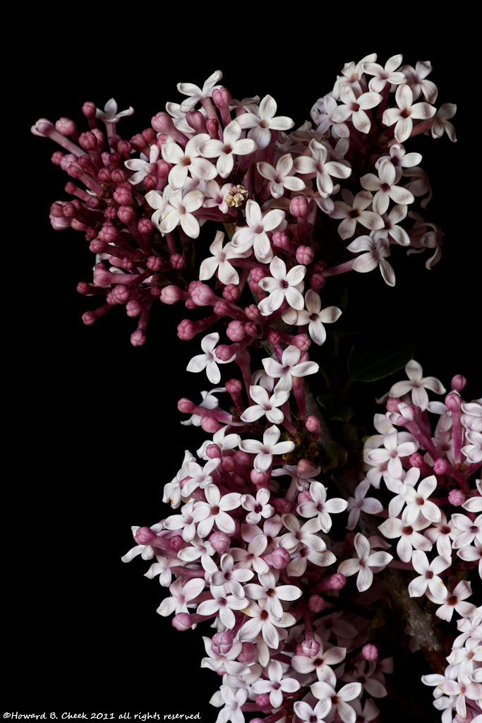 Syringa (Lilac)