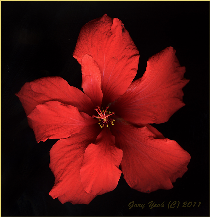 Hibiscus #2