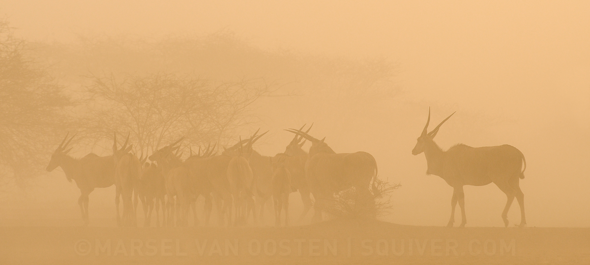 Sand Storm