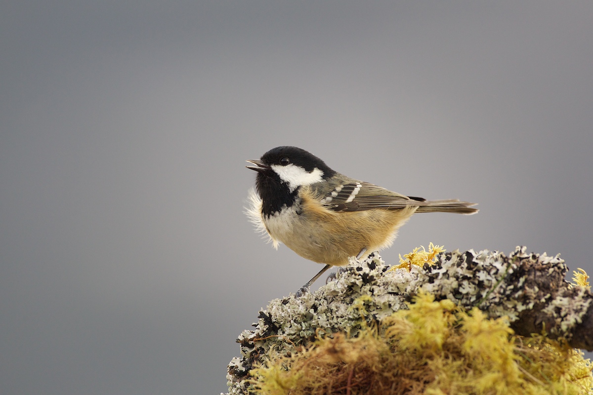 Coal tit