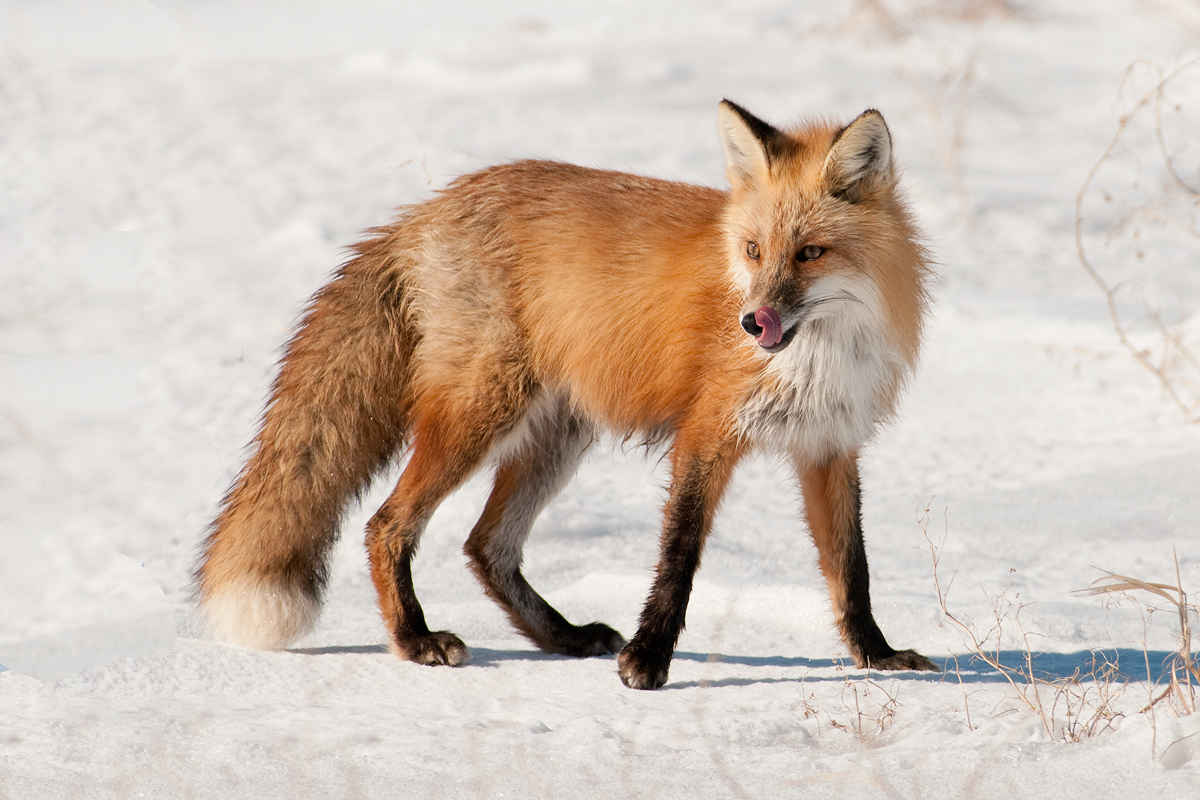 Pregnant Red Fox