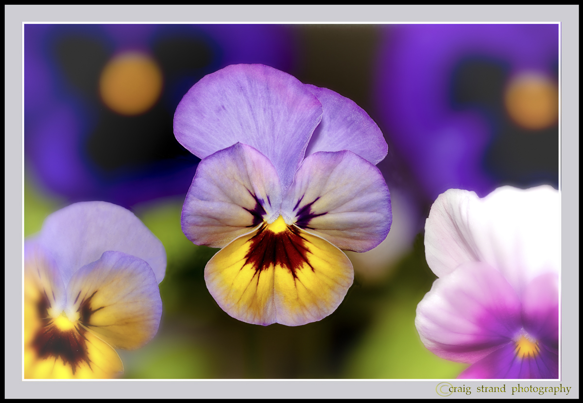 The Pansy Palette