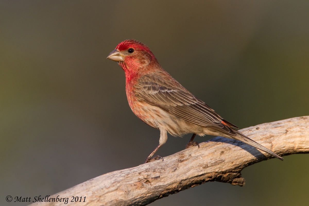 House Finch