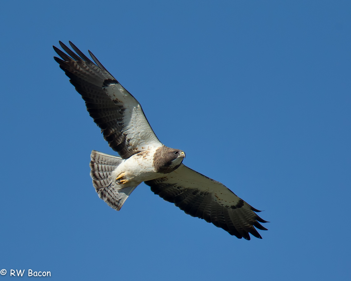 Swainson's Hawk