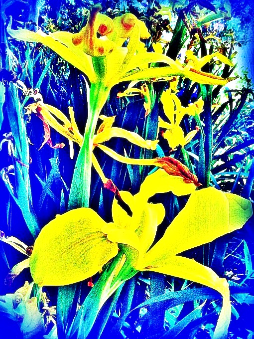 Golden Irises