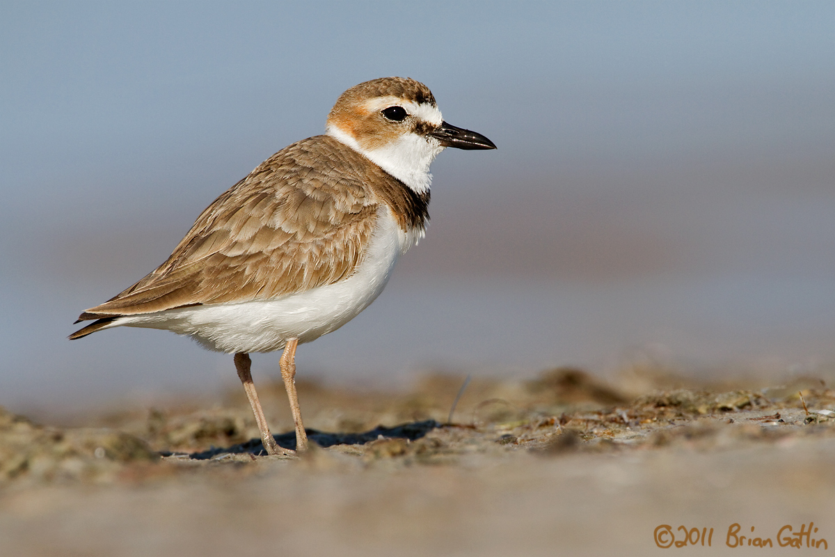 Wilson's Plover