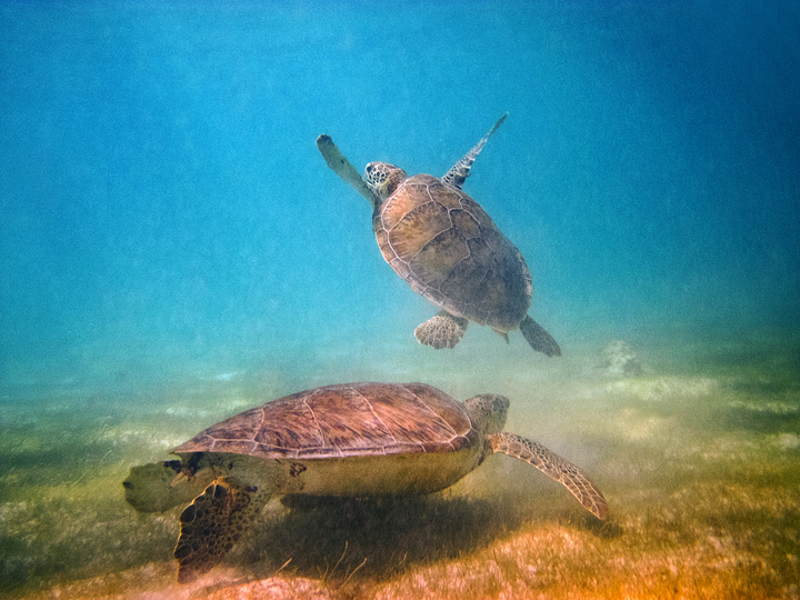 Sea turtles