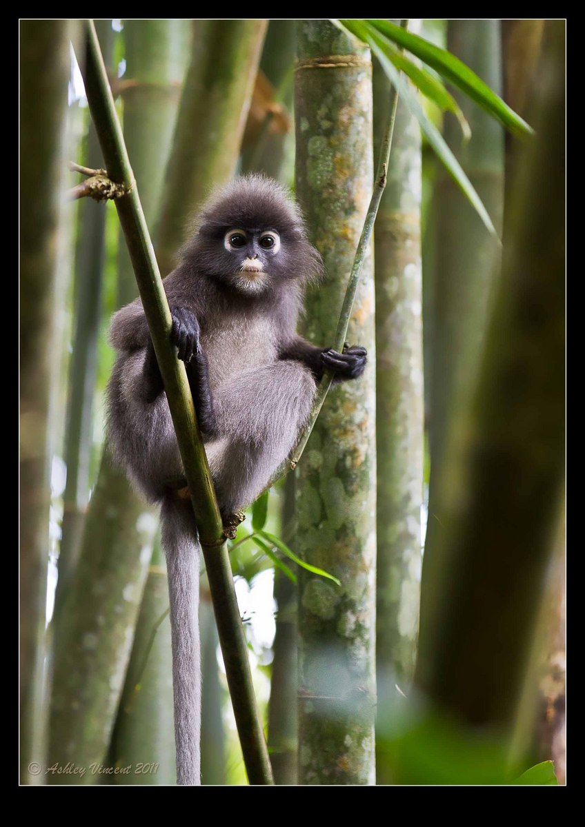 Dusky Langur