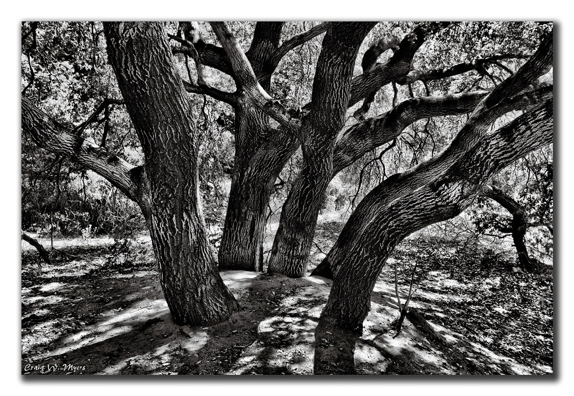 Movie Oaks