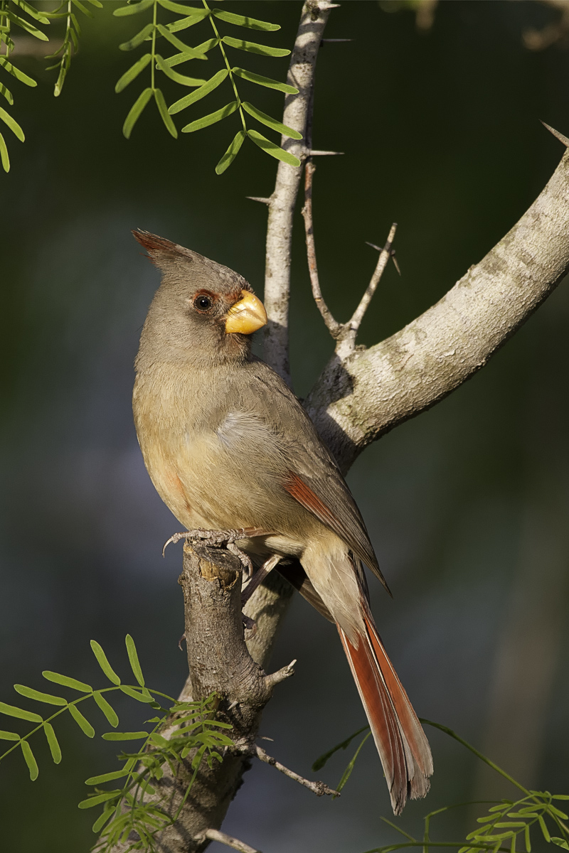Pyrrhuloxia