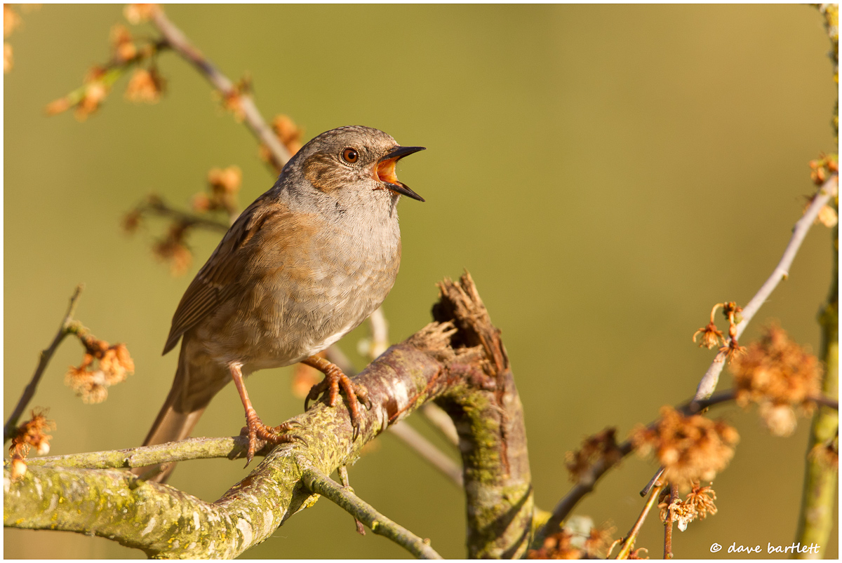 Dunnock in song