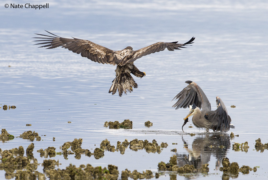 Bald Eagle vs GB Heron