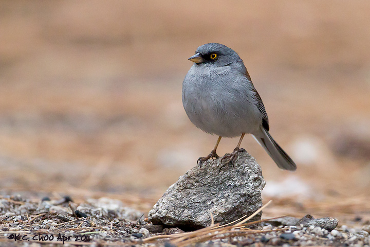 Yellow-eyed Junco