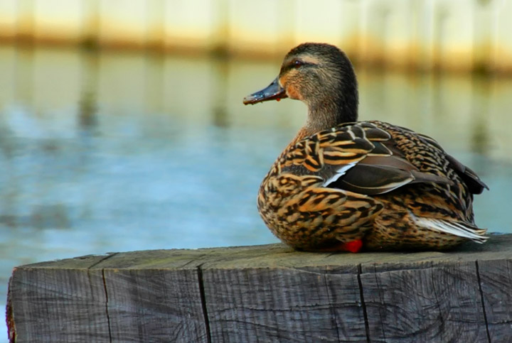 WC #478 - Dockside