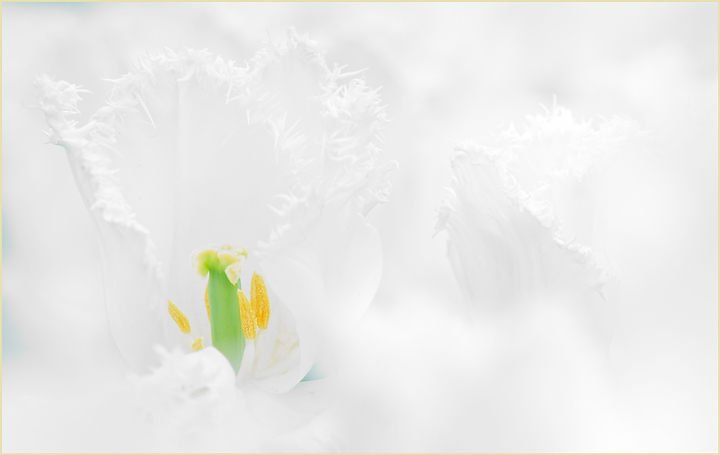 Tulip cloud