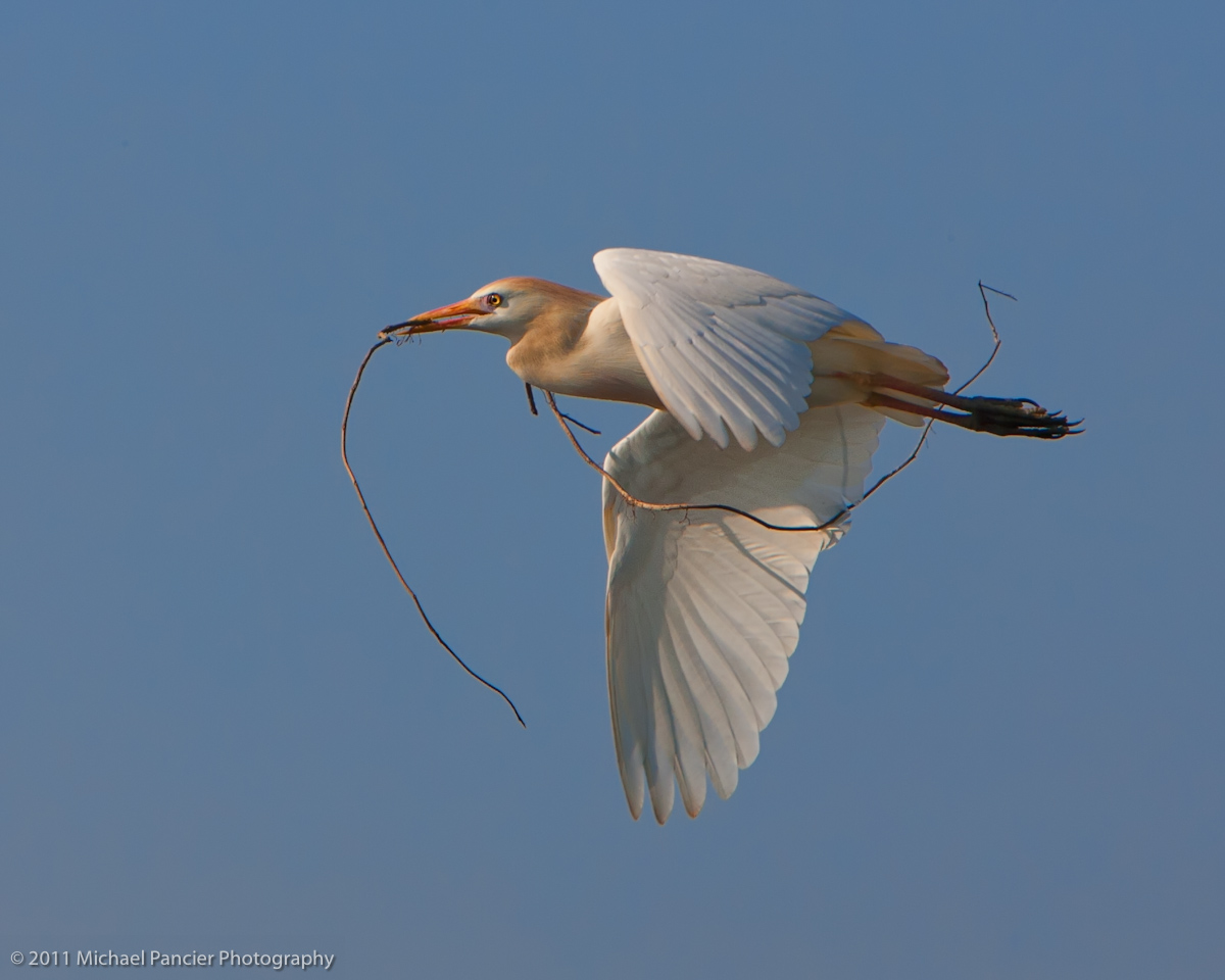 Cattle Egret in Flight