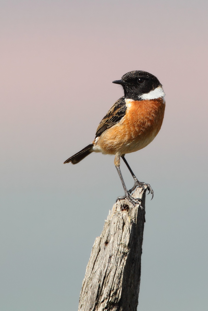 Male Stonechat