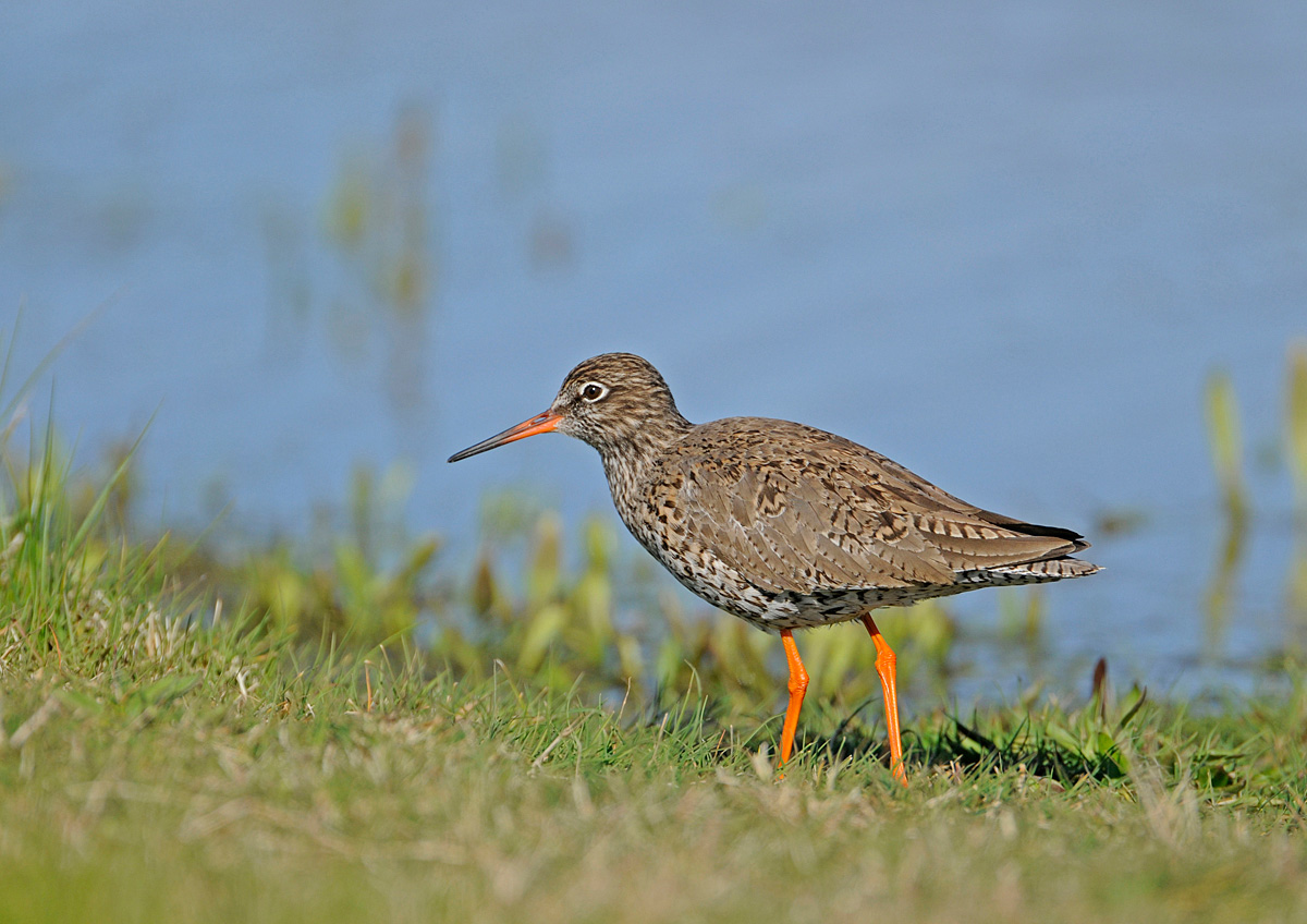 Redshank