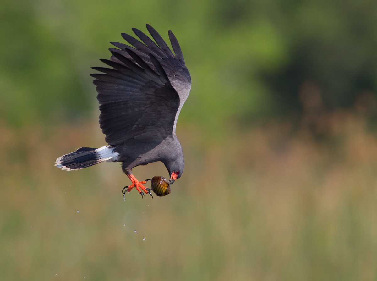 Snail kite