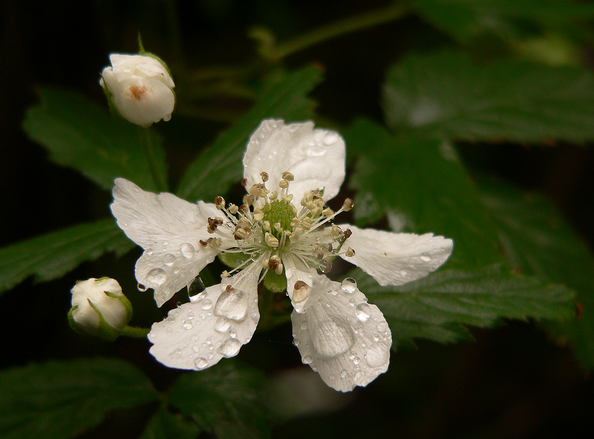 Flower with Water Drops
