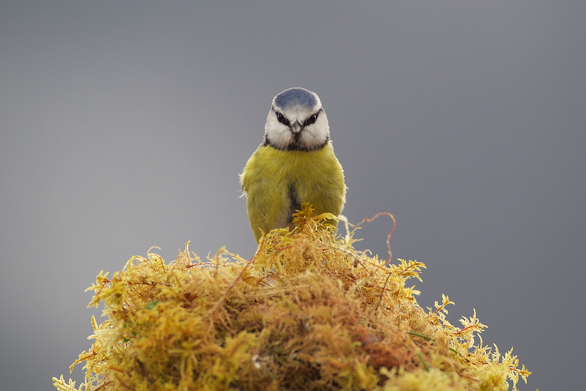 Blue Tit 