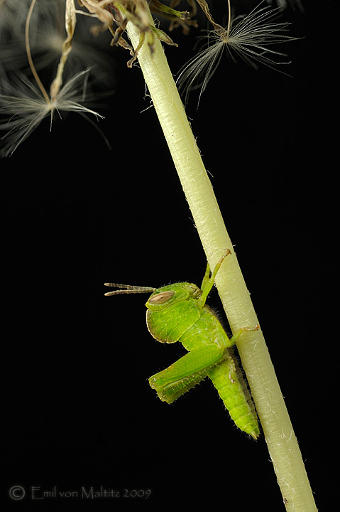 Locust Nymph