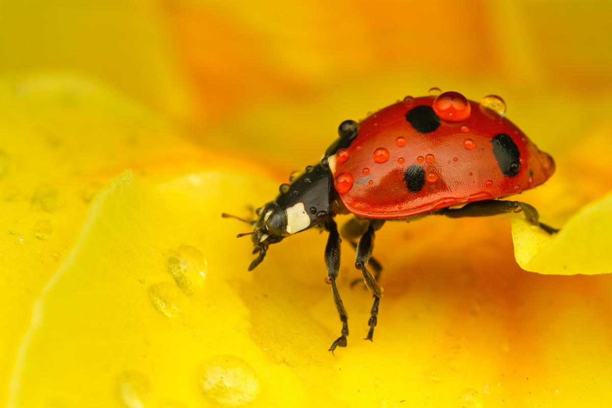 Ladybird