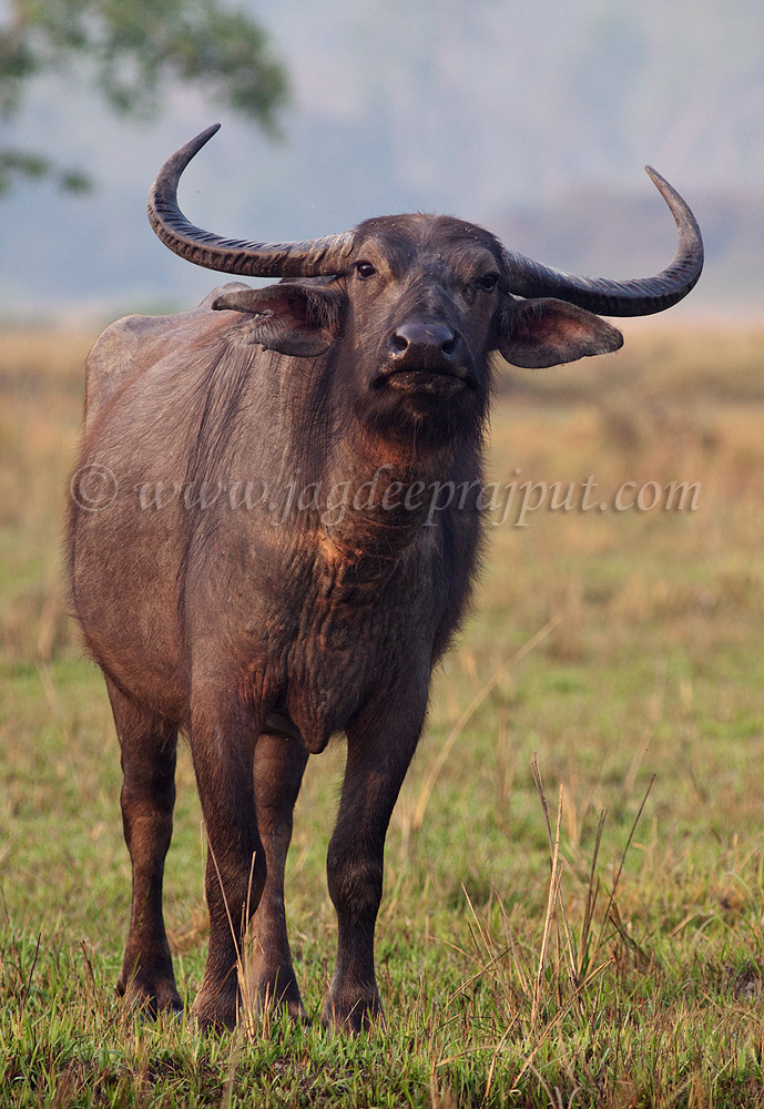 Wild Water Buffalo
