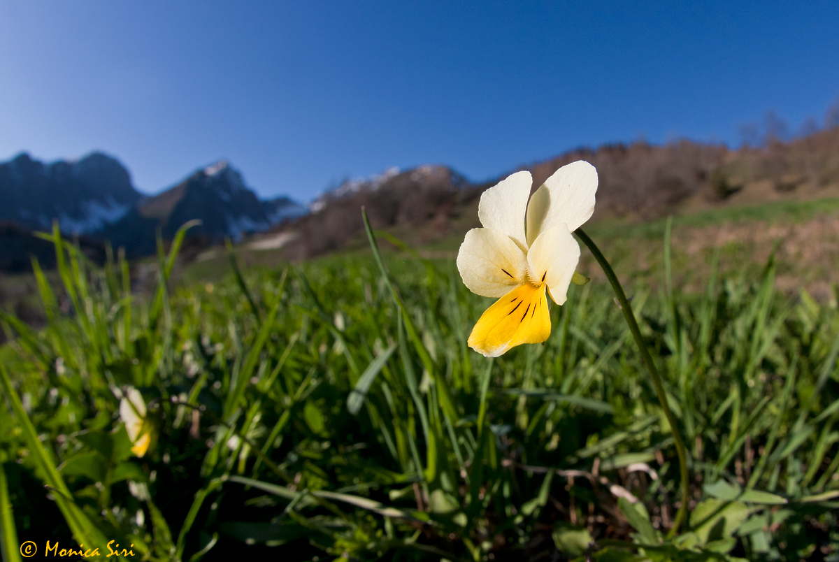 Viola tricolor 