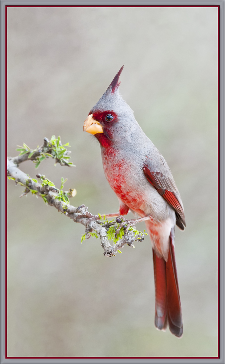  Pyrrhuloxia