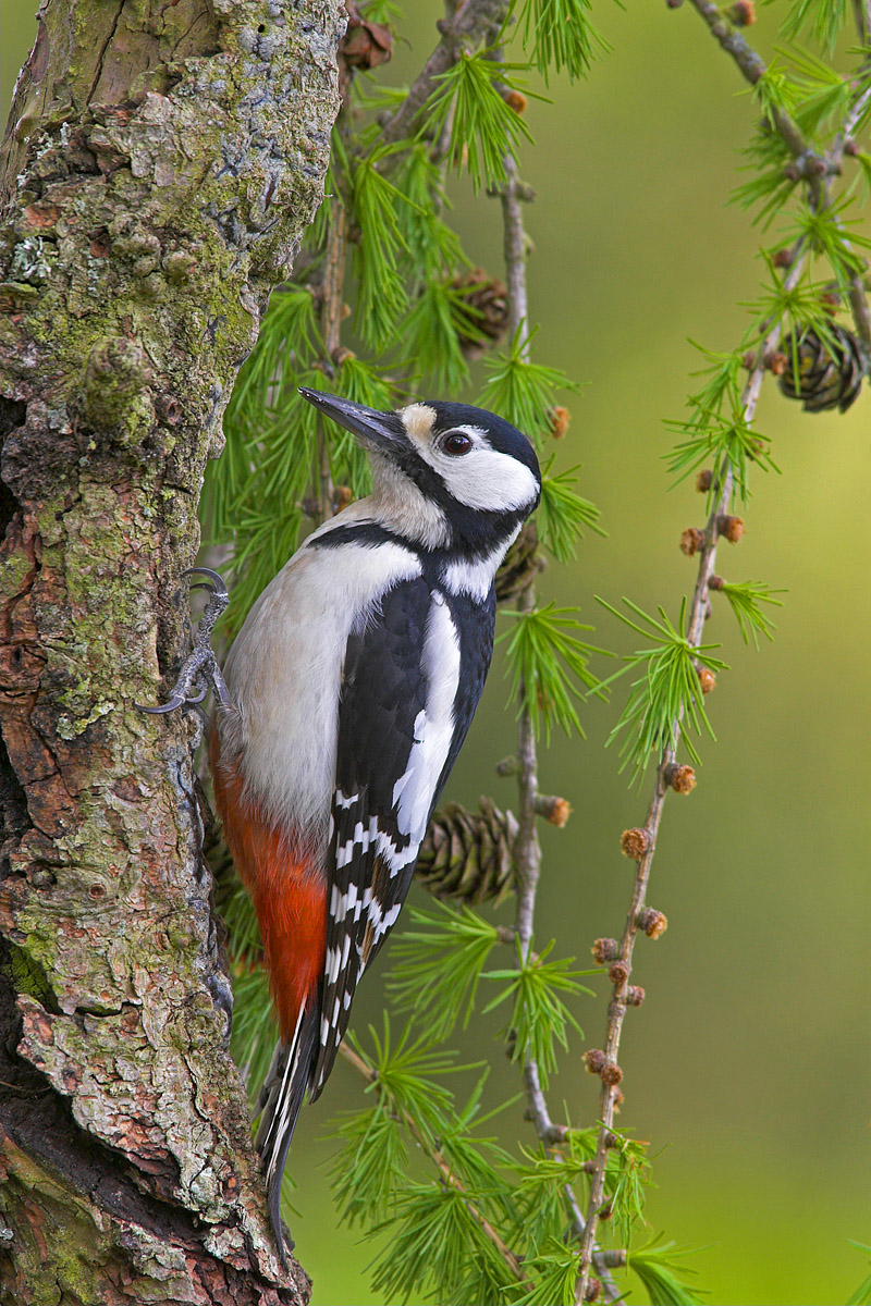 G.S.Woodpecker,f.