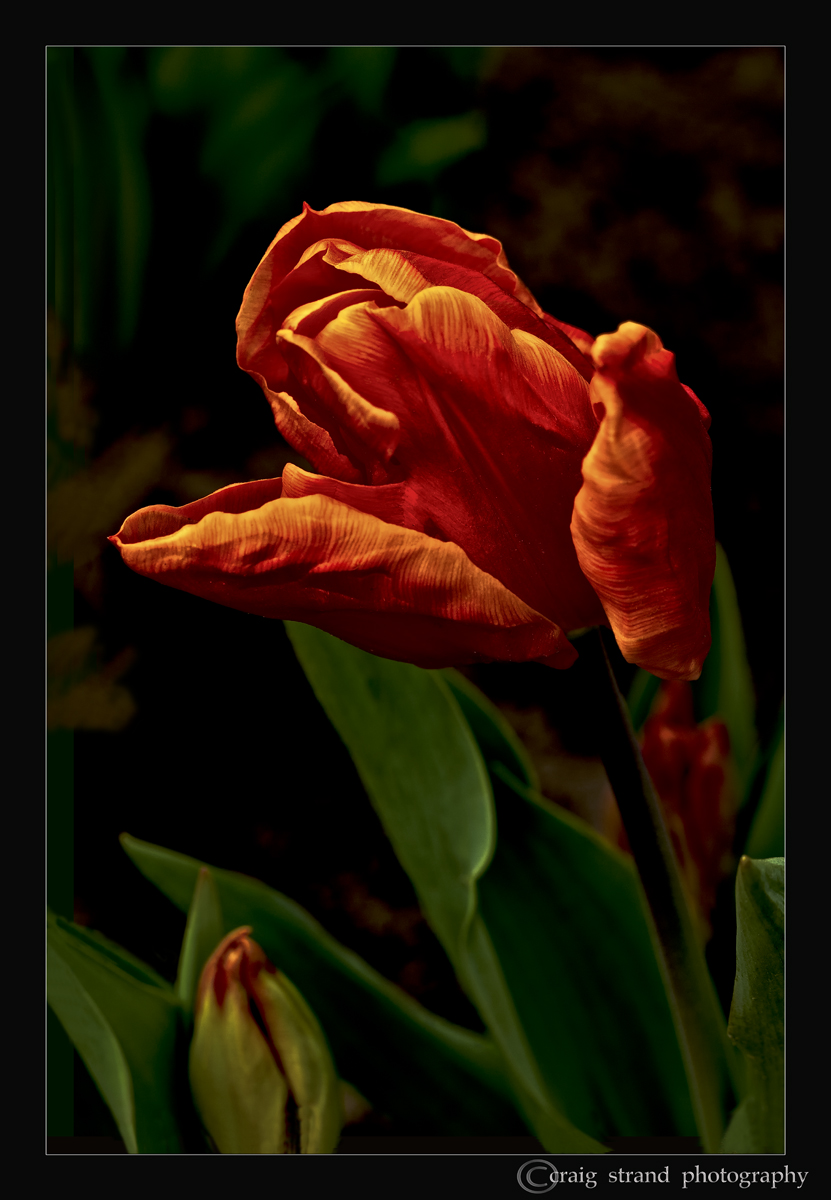 Spring Opening