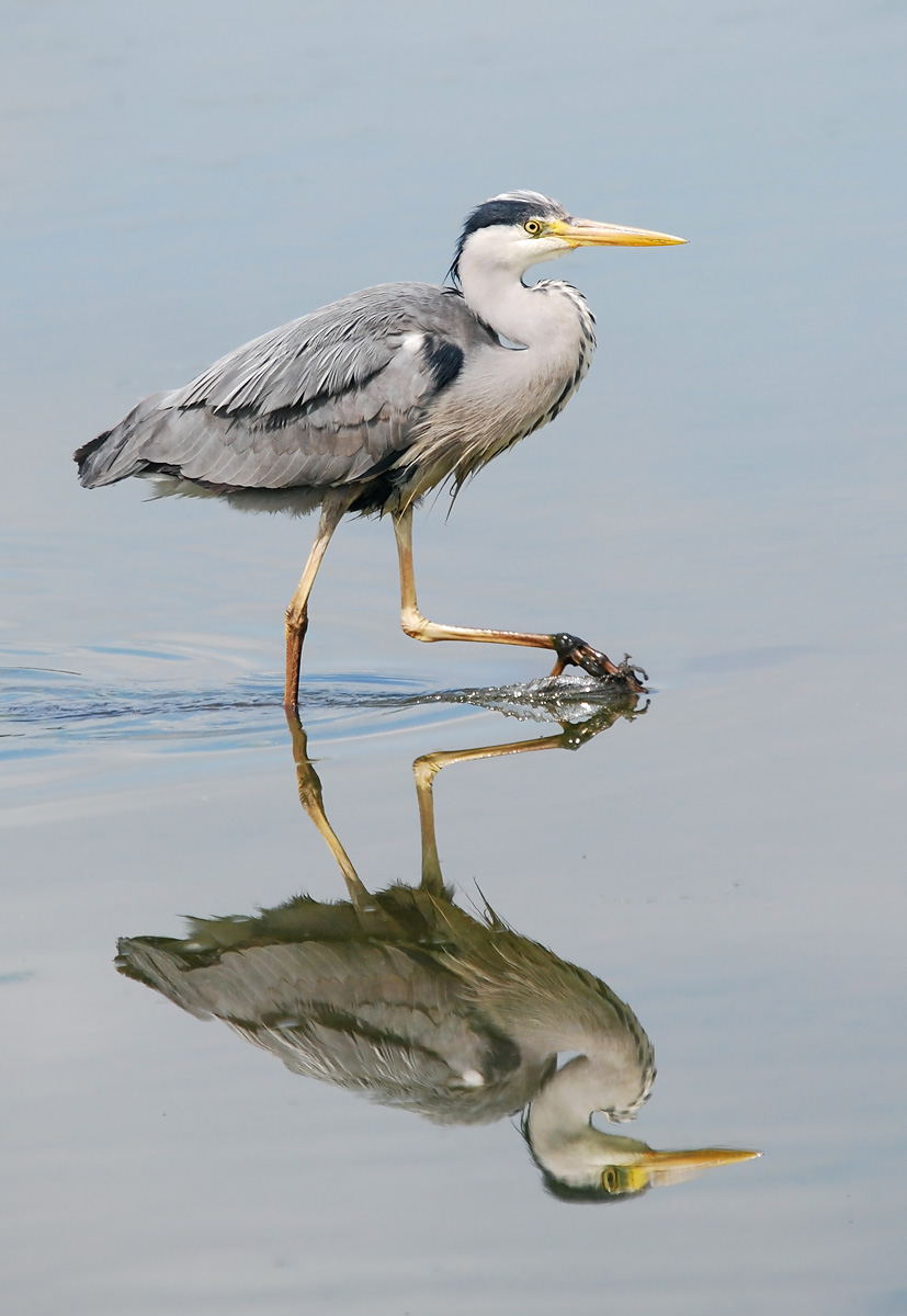 Grey Heron
