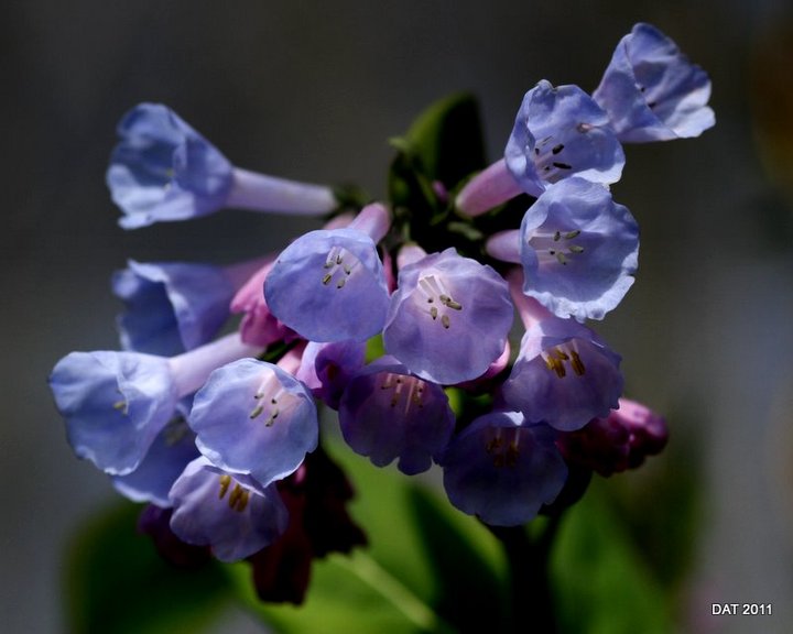 It's Bluebell Time