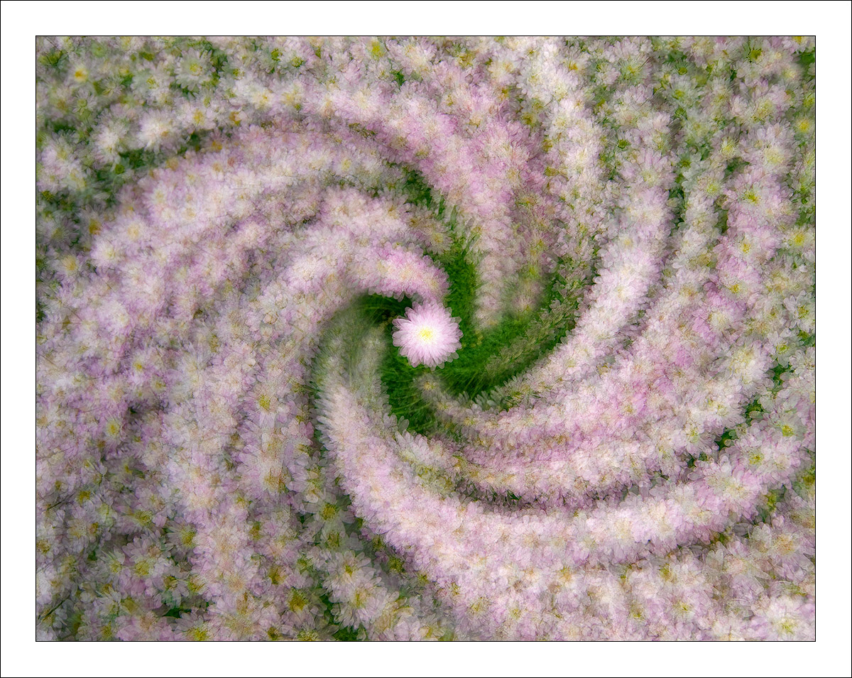 Daisy Swirl