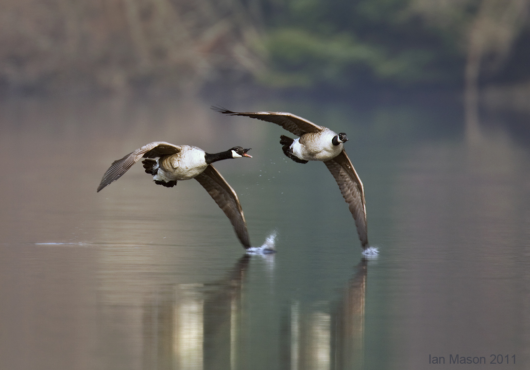 Canada Geese