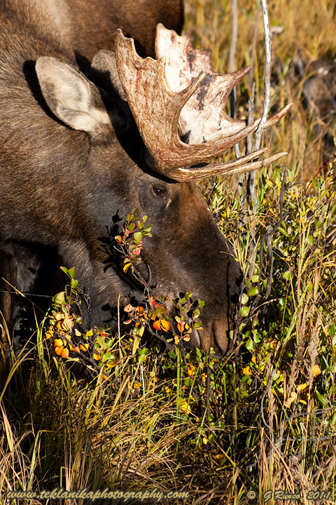 Young Moose