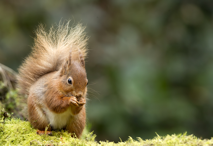 Any more nuts