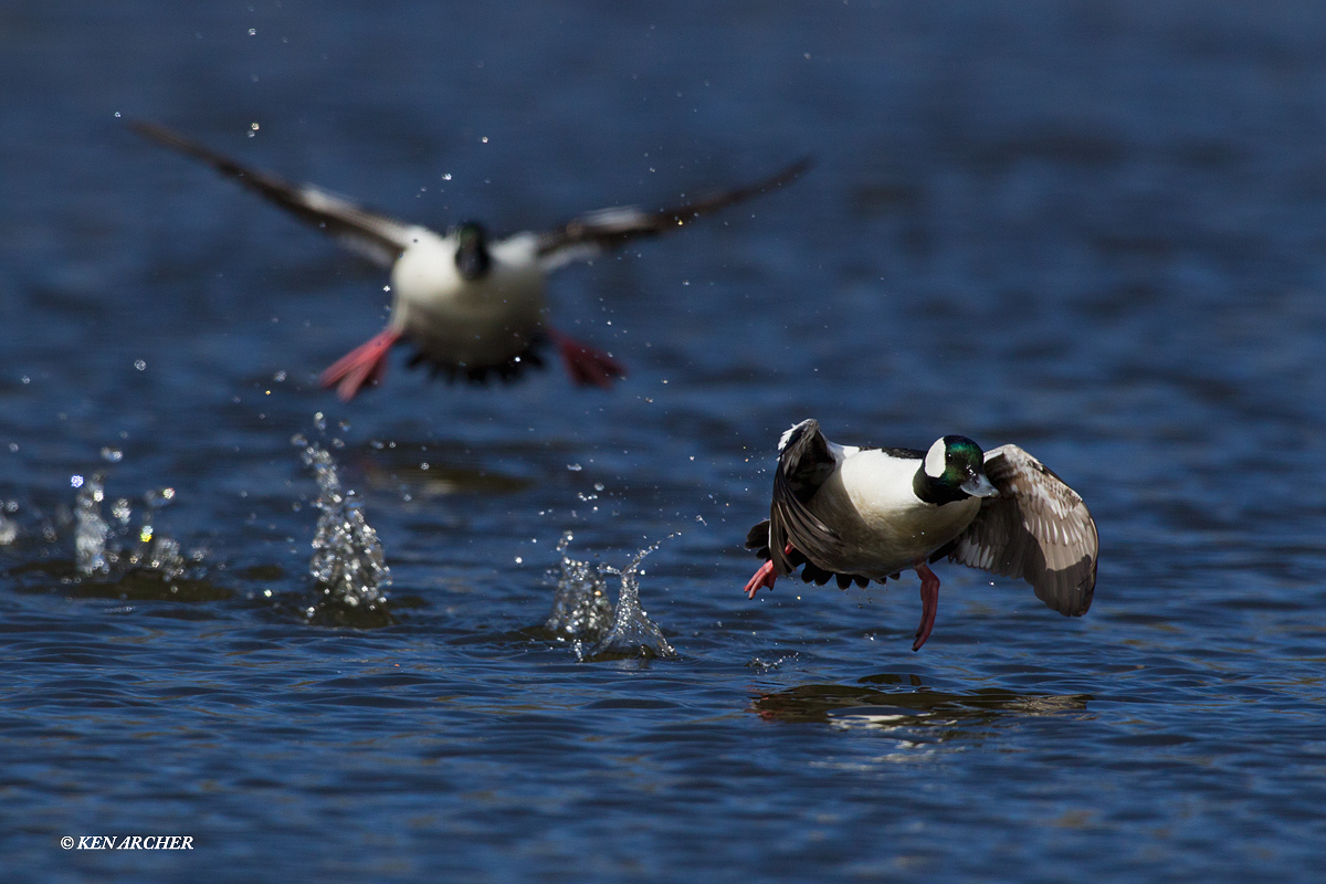 Buffleheads