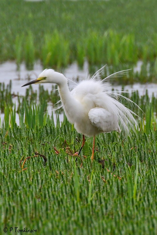Great White egret
